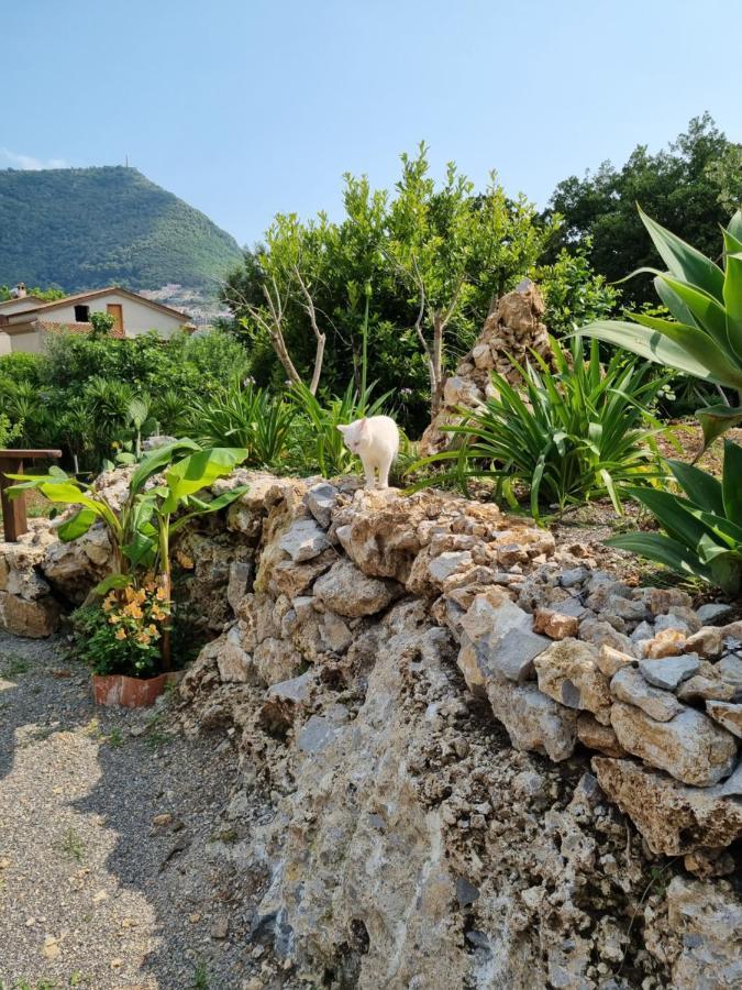 Il Ruscello Bed & Breakfast Maratea Ngoại thất bức ảnh